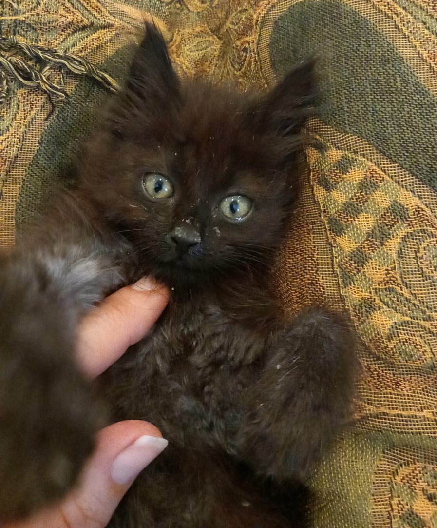 Radio Zampetta Sarda: “Adozione del cuore per la piccolissima Angel”