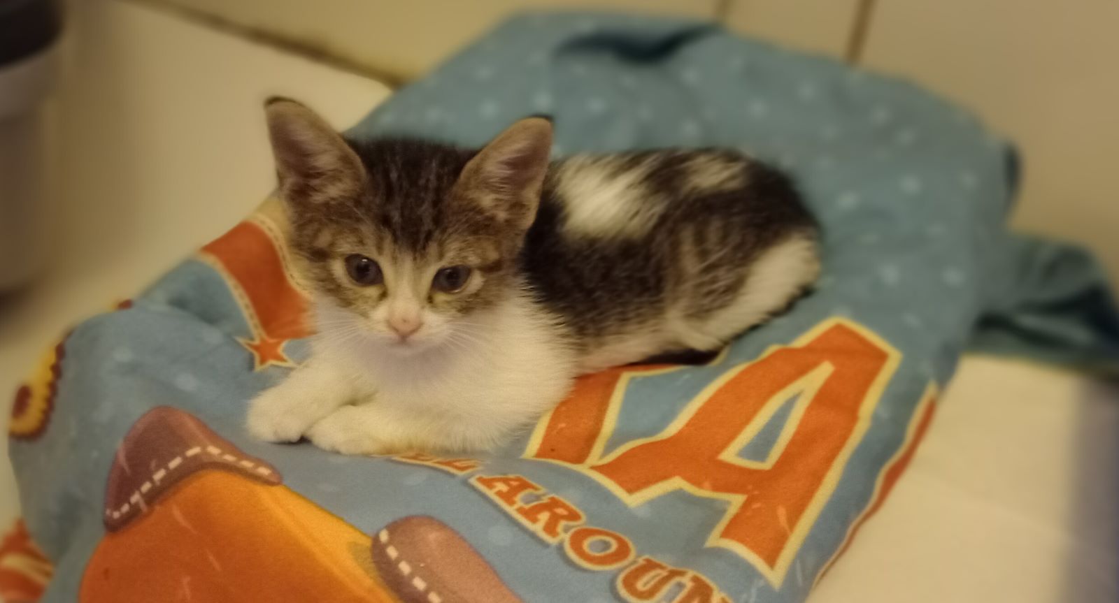 Adozione del cuore per Diletta, la dolcissima micro micina