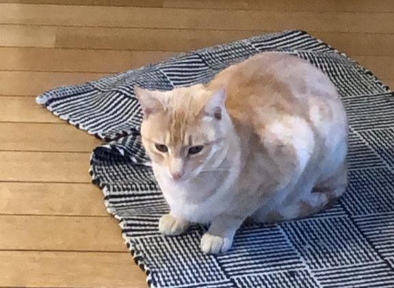 Sos da Pirri, smarrita Seada in via Italia: qualcuno l’ha vista?