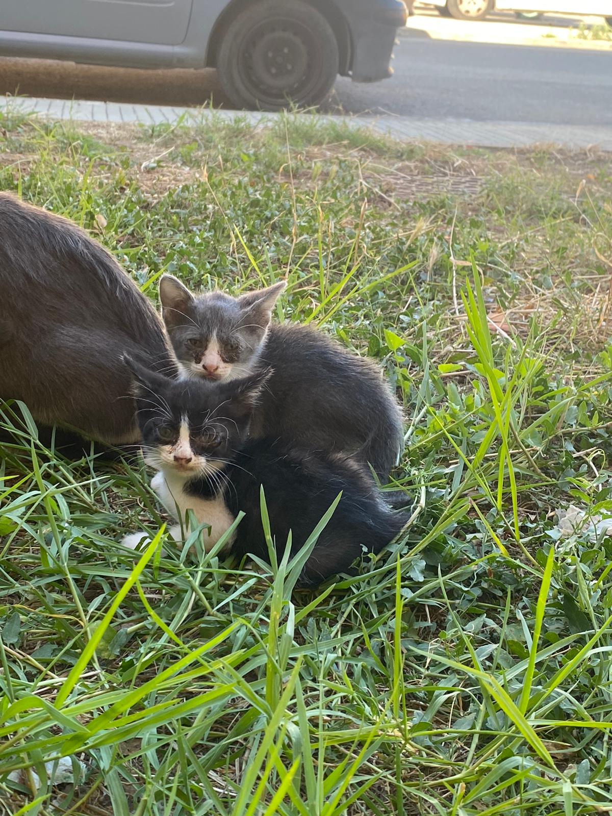 Radio Zampetta Sarda, adozione del cuore per 2 piccoli gattini