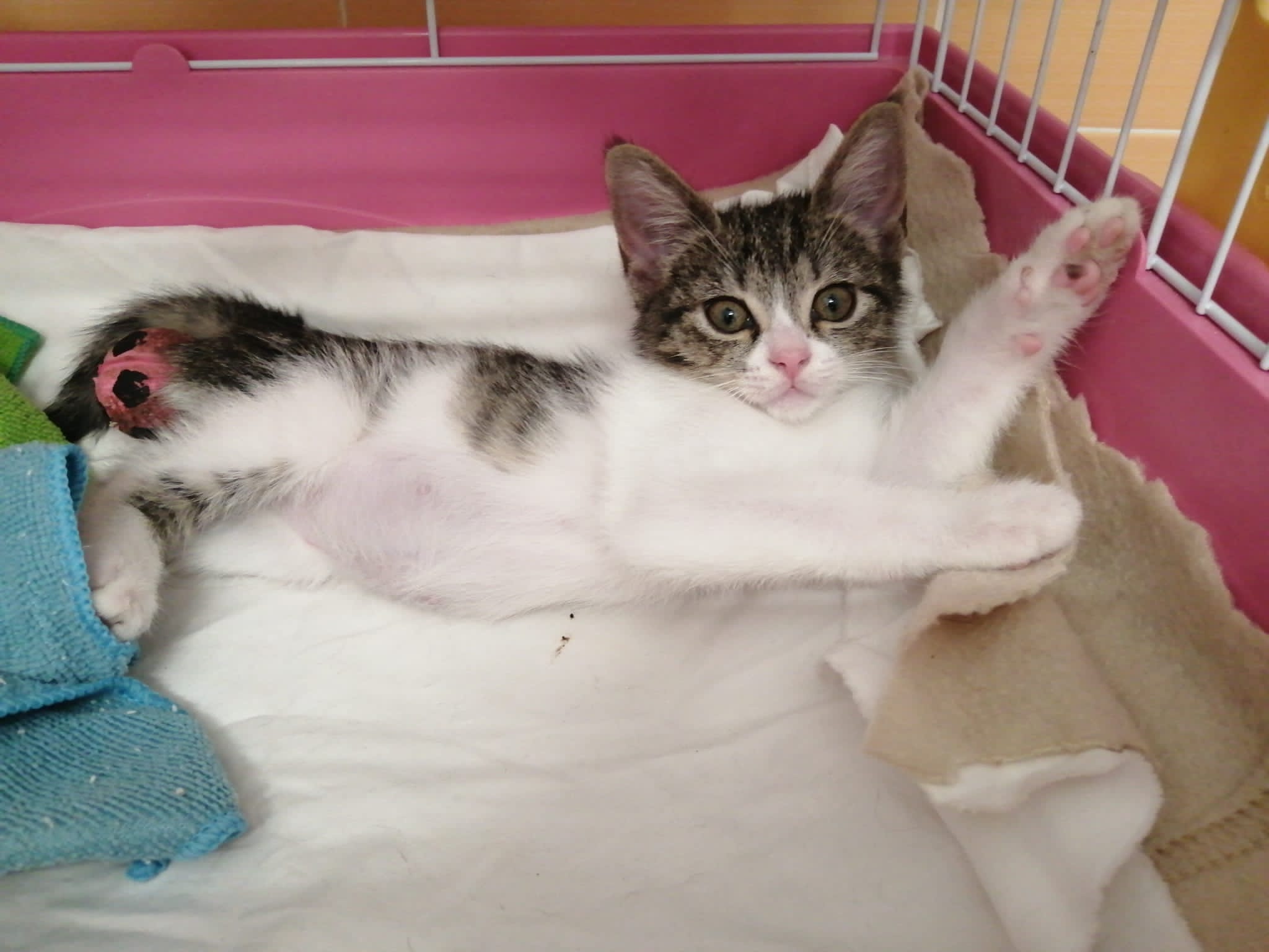 Radio Zampetta Sarda, cercasi casa per Diletta