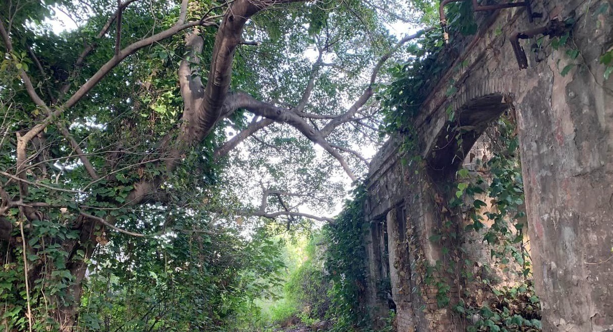 La foresta urbana di viale Trieste a Cagliari dichiarata bene culturale: addio agli uffici regionali, restano i ruderi
