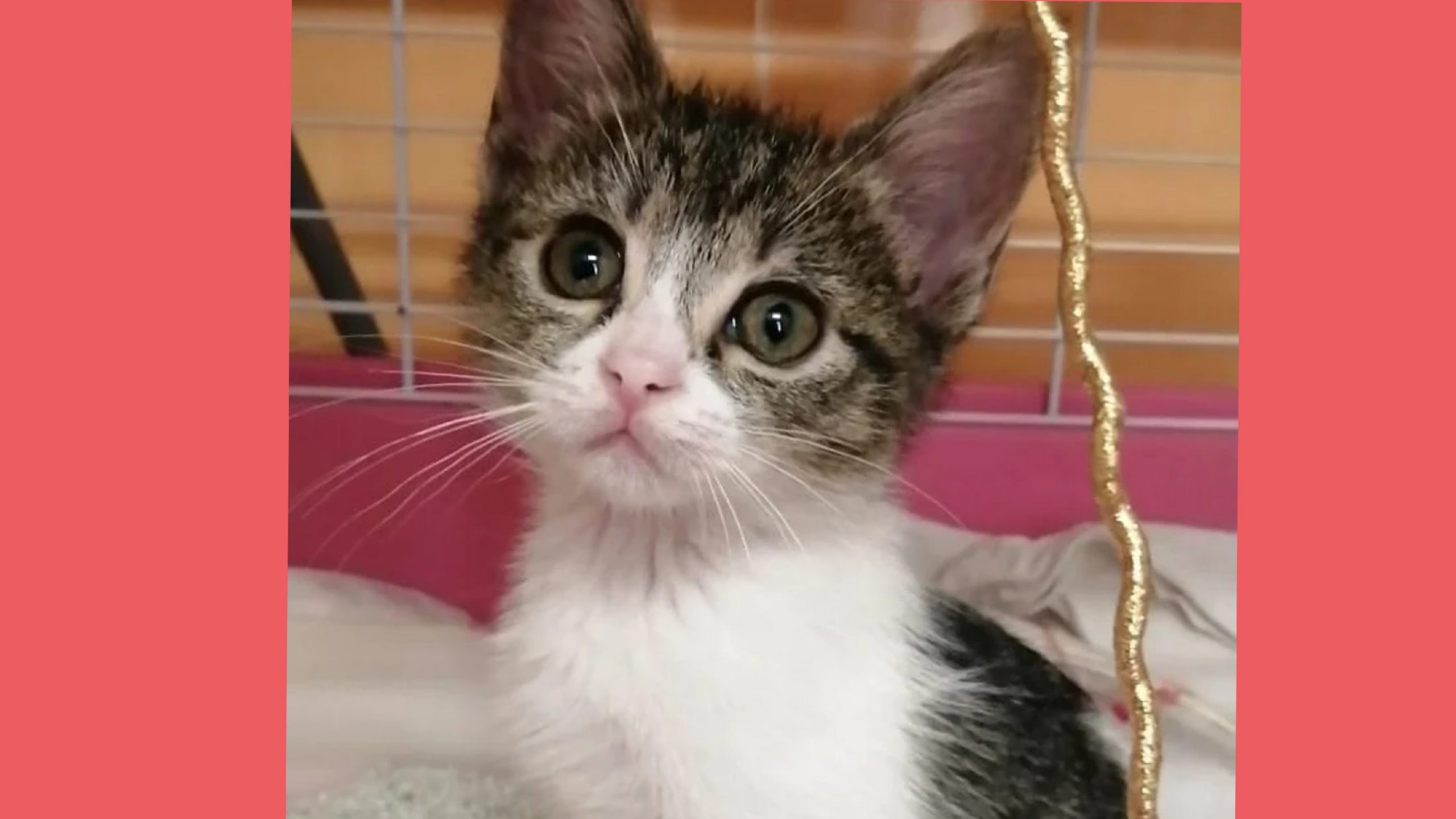 Cagliari, l’appello: “Troviamo una casa per la dolce Diletta, ha solo 45 giorni”