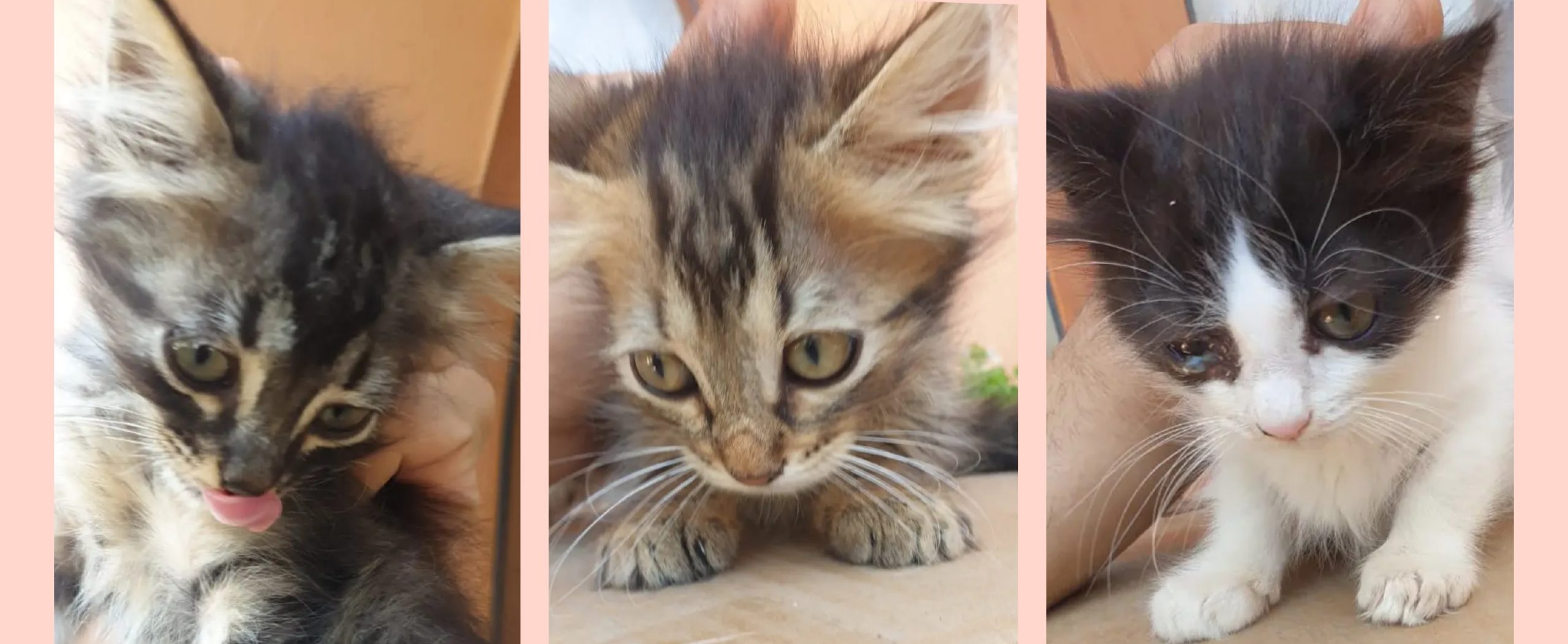 Radio Zampetta Sarda, chi adotta 3 piccoli micini?