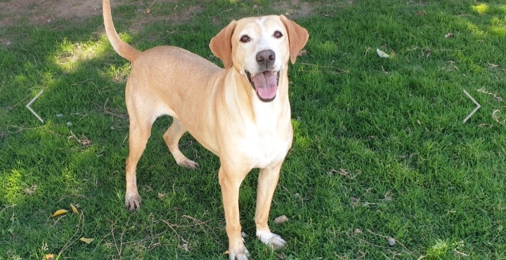 Adotta un cane dal canile di Cagliari: ecco Frodo, dolce vecchietto