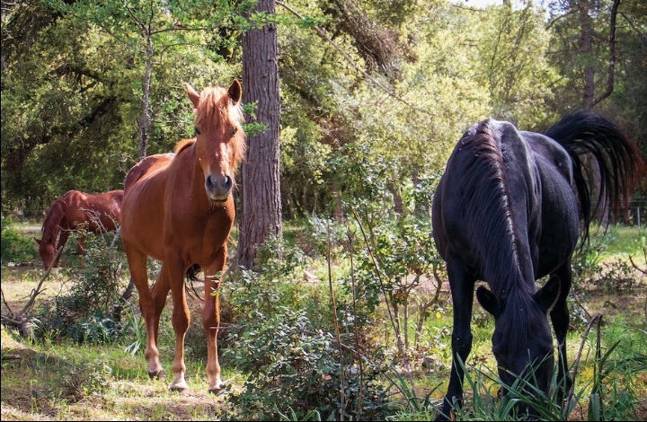 Weekend dedicato al cavallo del Sarcidano