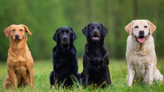 Gli amici a quattro zampe protagonisti a San Gavino Monreale