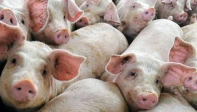 Serramanna: nasce “Il Grugno”, la filiera sarda del suino pesante