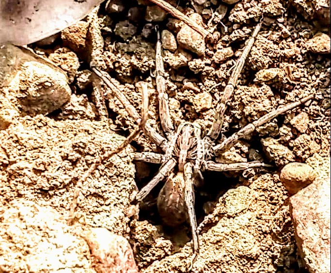 La sorpresa a Sanluri: tra le piante del melone spunta una maxi tarantola