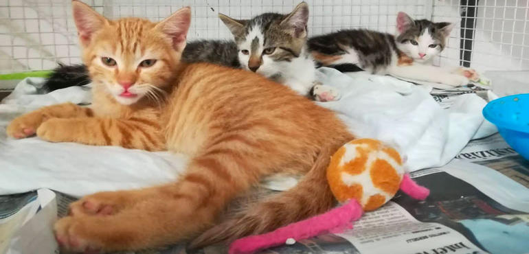 Gatti, Quartu capofila nella sterilizzazione: “Cure anche a quelli delle colonie e di proprietà”