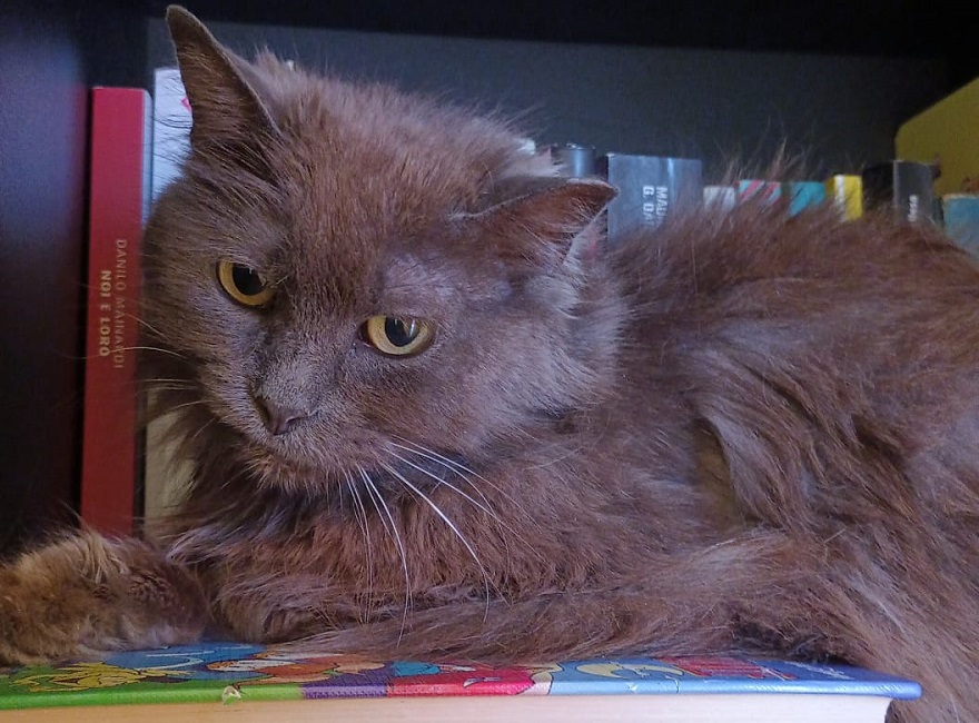 Radio Zampetta Sarda: “Nina, 10 anni di strada, adesso cerca l’amore di una vera famiglia”