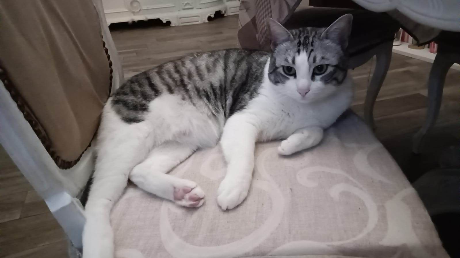 Sos a Radio Zampetta Sarda, Kratos si è smarrito a Monserrato