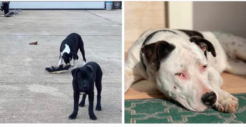 Sestu, smarriti 3 simil pitbull: qualcuno li ha visti?