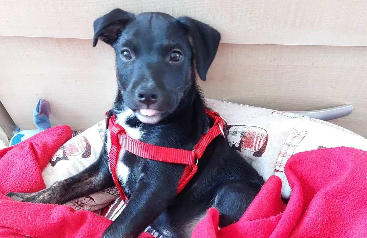 Radio Zampetta Sarda, adozione del cuore per Rocky