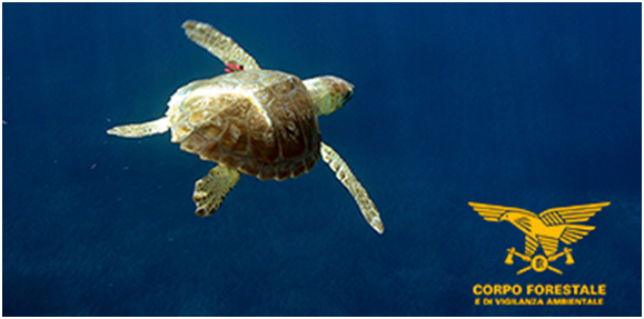 Trovate 4 carcasse di Caretta caretta nelle spiagge ogliastrine, salvate dal Corpo Forestale