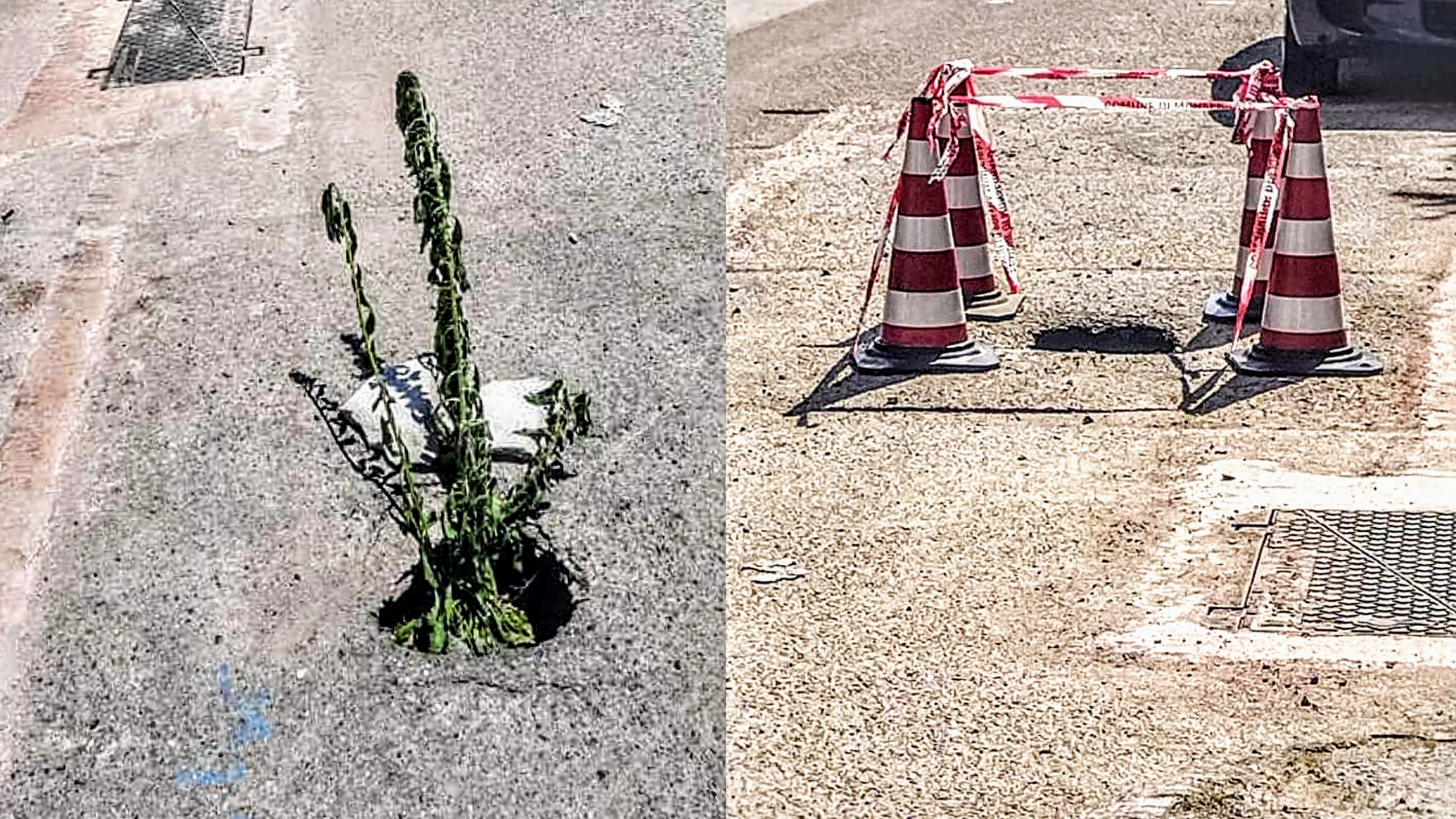 Monserrato, mega voragine in mezzo alla strada diventa un vaso porta piante