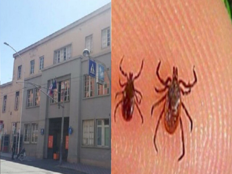 Cagliari, la denuncia dal Santissima Trinità: “Infestazione di zecche, alcuni dipendenti sono stati già punti”