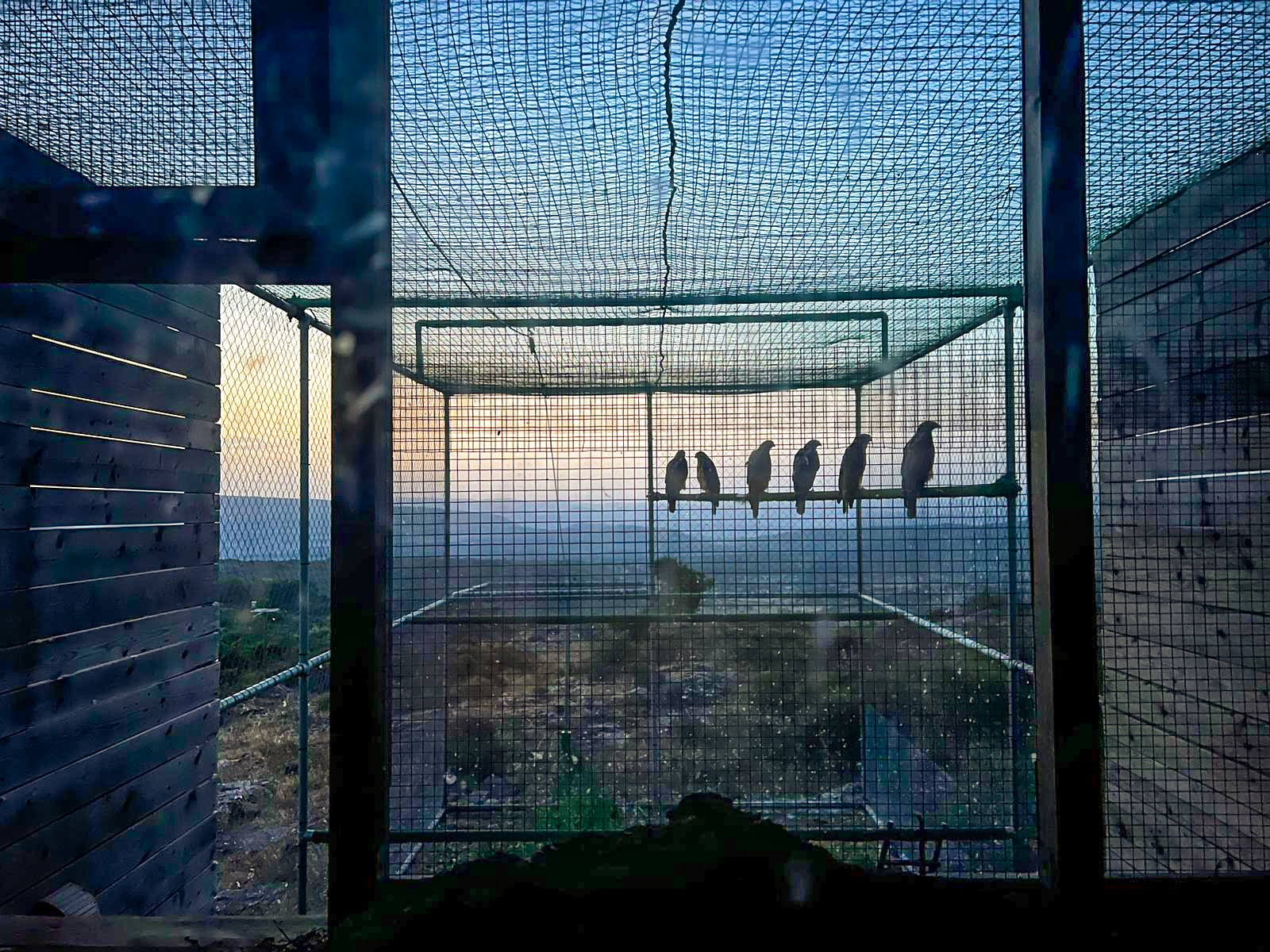 Bosa, rilasciate in libertà sei aquile di Bonelli