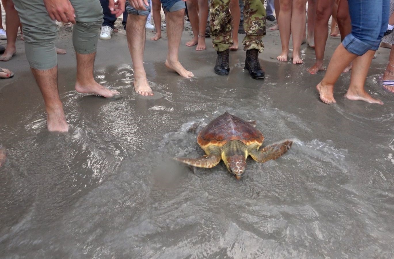 Ha rischiato la vita dopo aver ingoiato plastica: la tartaruga Olivia ritrova la libertà al Poetto