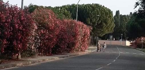 Serramanna troppo fiorita, impossibile camminare sui marciapiedi