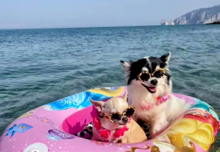 Gonnesa, caldo anche per gli amici a quattro zampe e rischio chiusura per l’area cani