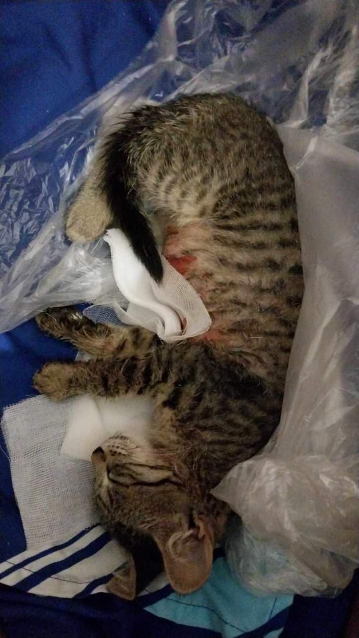 Radio Zampetta Sarda, sos da Budoni: una gatta ferita ha bisogno di soccorso