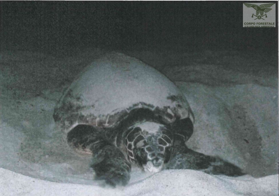 San Teodoro, una Caretta caretta depone le uova nella spiaggia di Lu Impostu