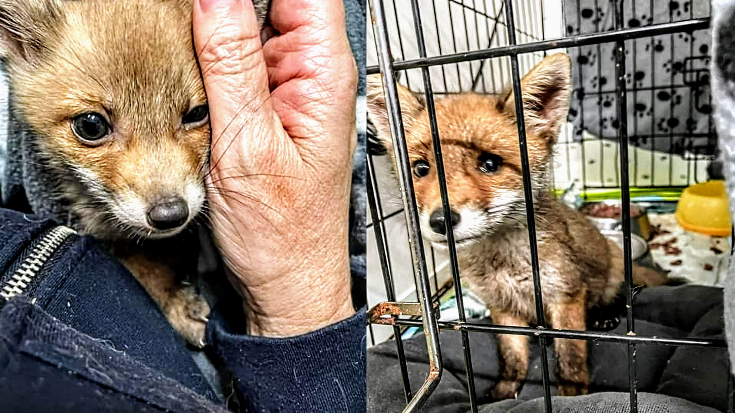 Allarme dei veterinari: “In Sardegna troppi cuccioli di volpe con problemi neurologici”