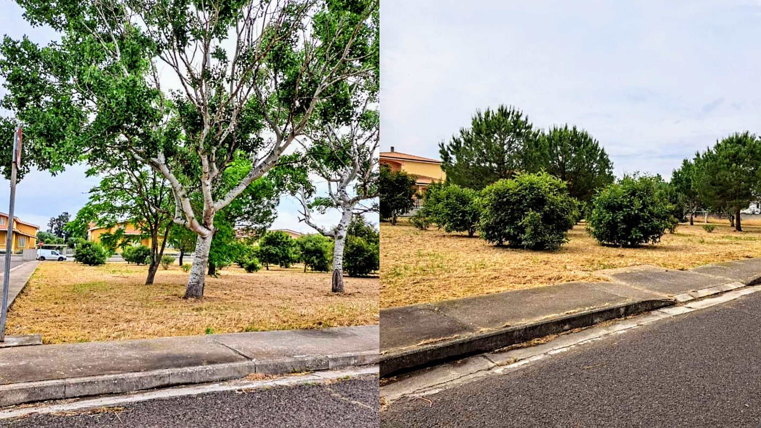 Alberi e piante a rischio crollo danneggiano asfalto e marciapiedi a San Gavino