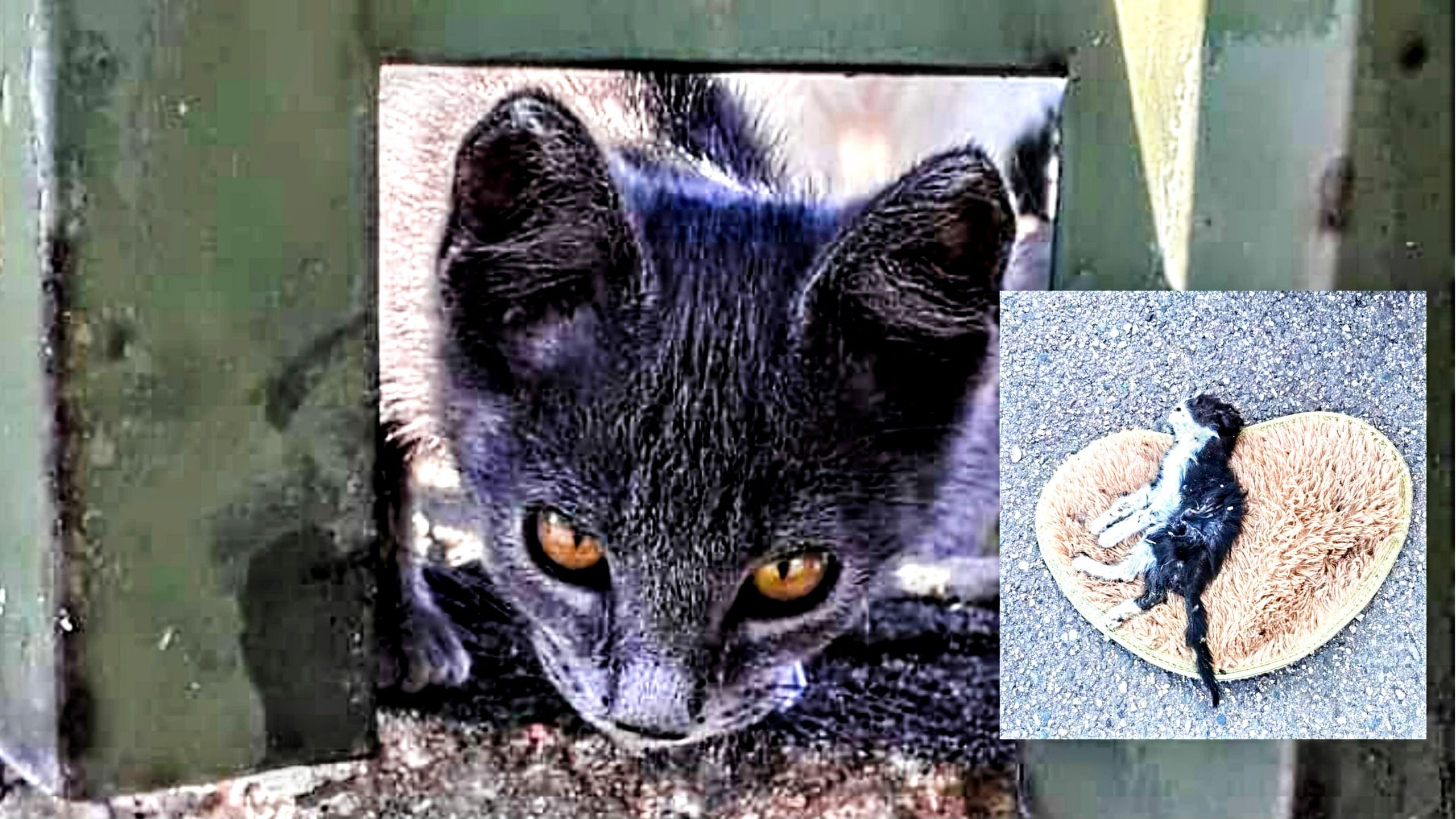 Cagliari, la colonia felina del Sant’Elia è in pericolo