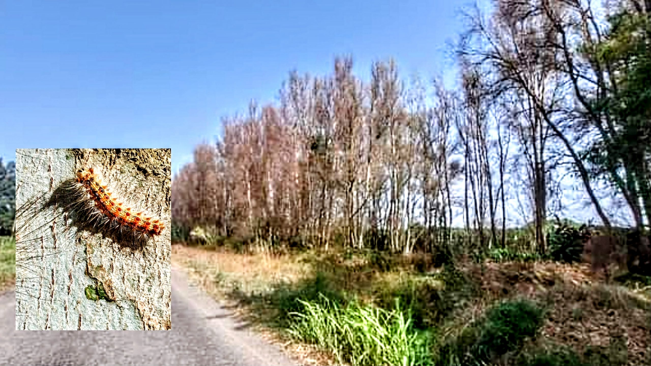 Paesaggio spettrale ad Arborea, i viali alberati attaccati dal lepidottero Lymantria dispar