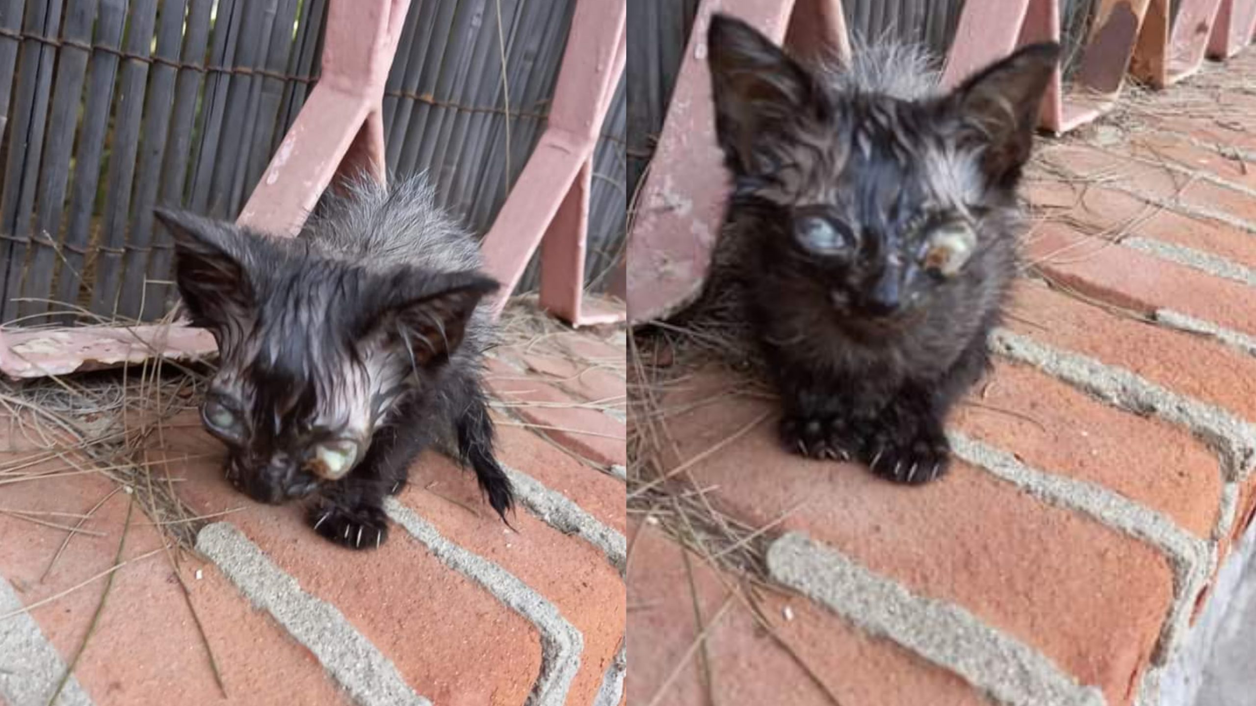 Capoterra, un gattino malato abbandonato dentro una scatola