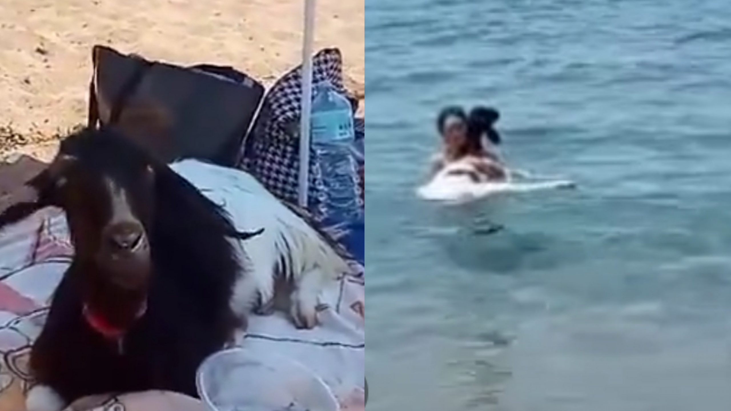 Gonnesa, non solo cani nella dog beach di Funtana Bau