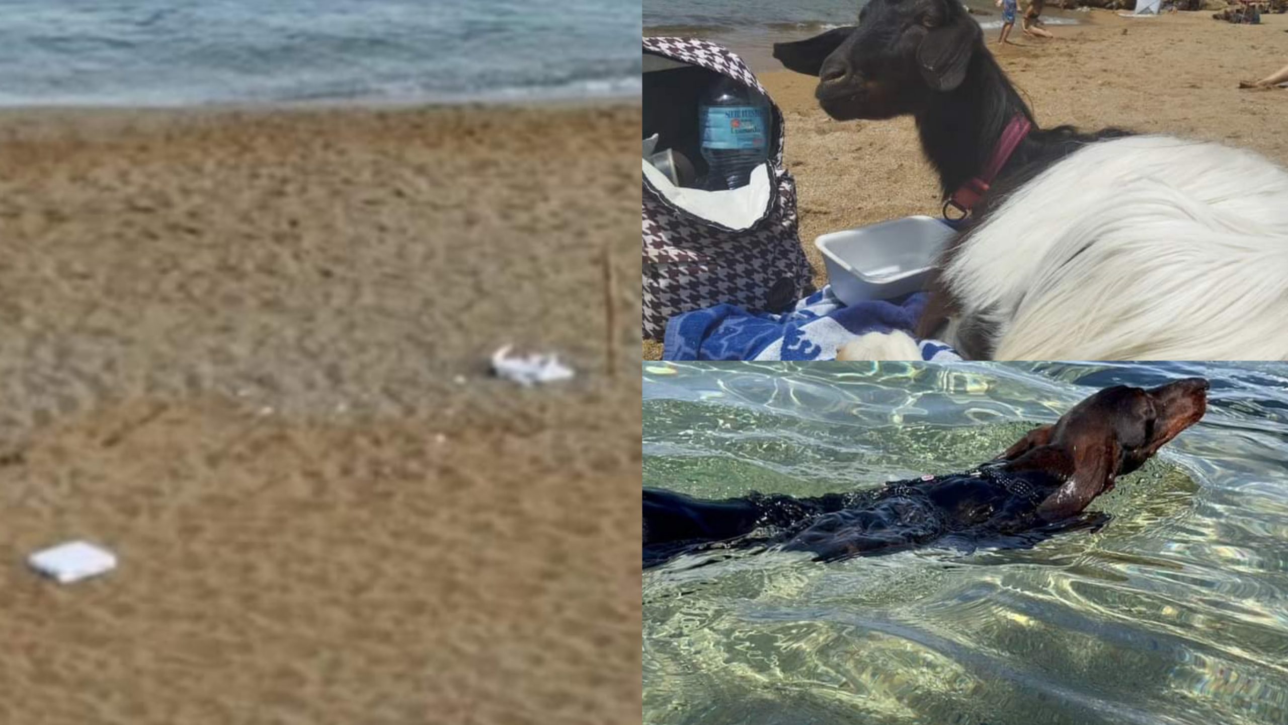Gonnesa, la spiaggia degli animali presa d’assalto dagli incivili