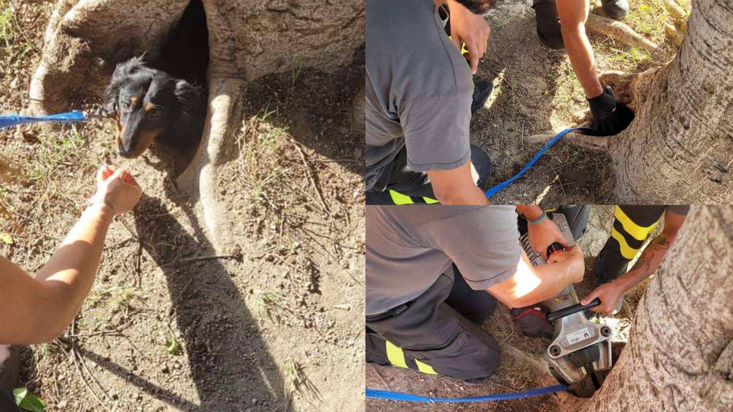 Lieto fine a Quartu, i pompieri salvano un cane finito dentro la buca di una radice