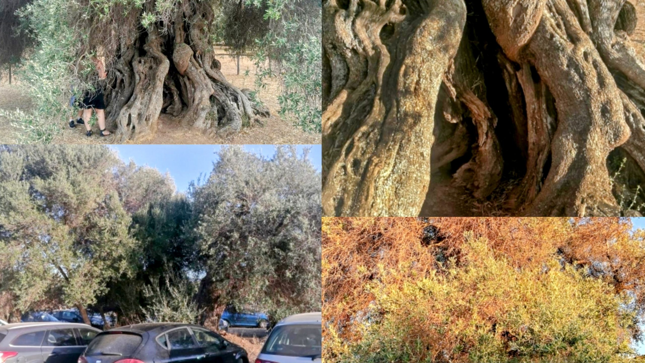 “Sa Reina” è davvero in buono stato di salute? Non proprio. I risultati di uno studio