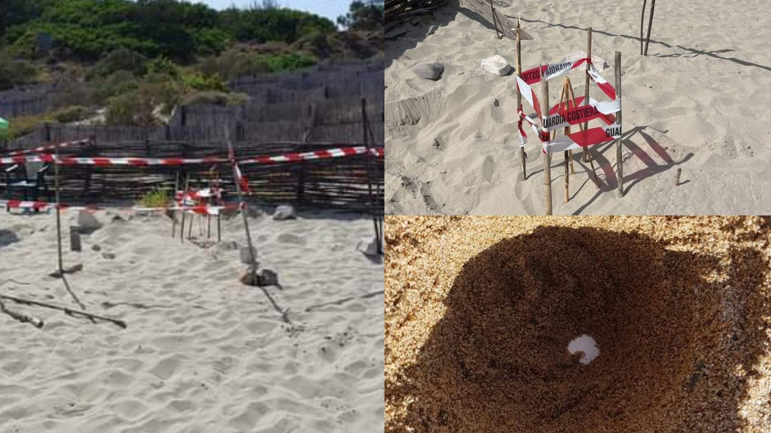Carloforte, nella spiaggia di La Bobba una nuova nursery per le baby tartarughe