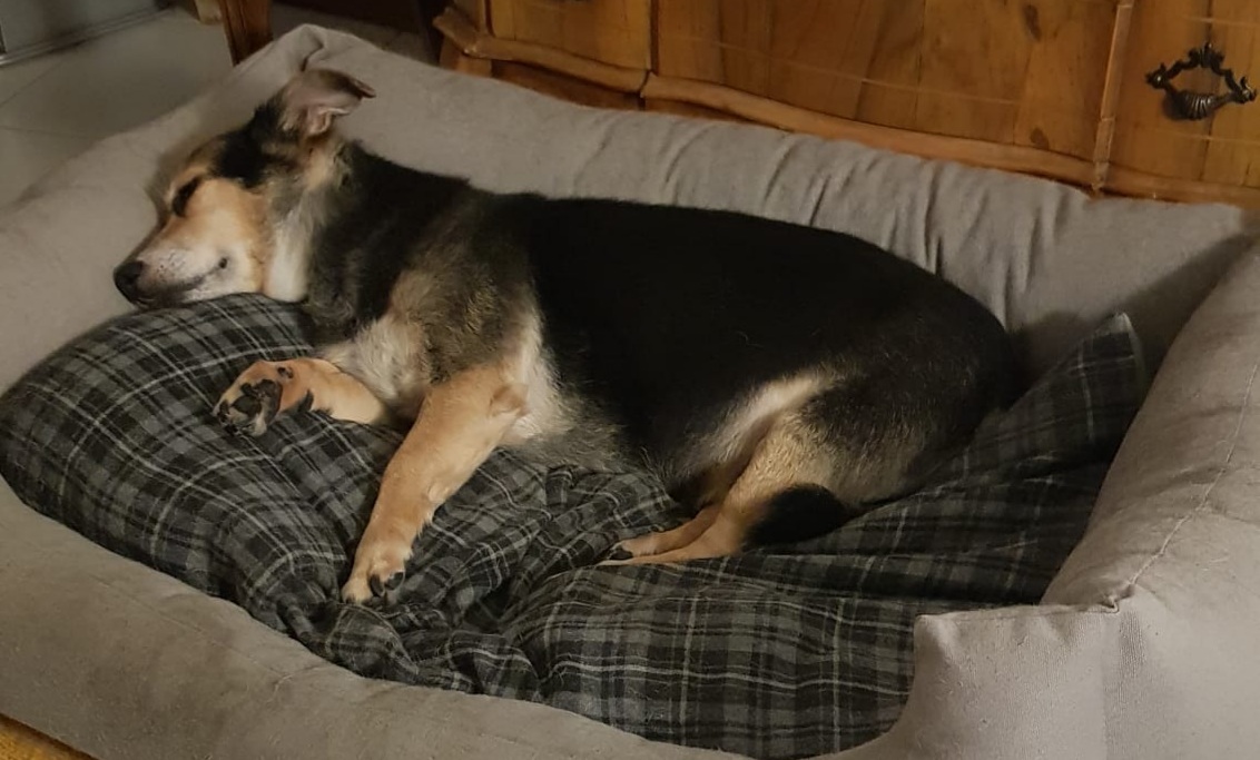 Radio Zampetta Sarda, un carrellino per aiutare Charlie a camminare