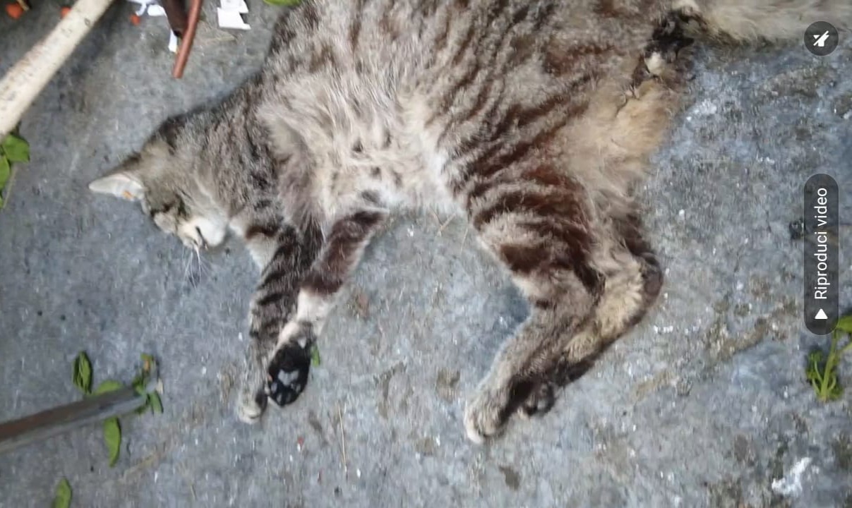 Strage di gatti a Cagliari, la conferma dall’autopsia: sono tutti morti avvelenati