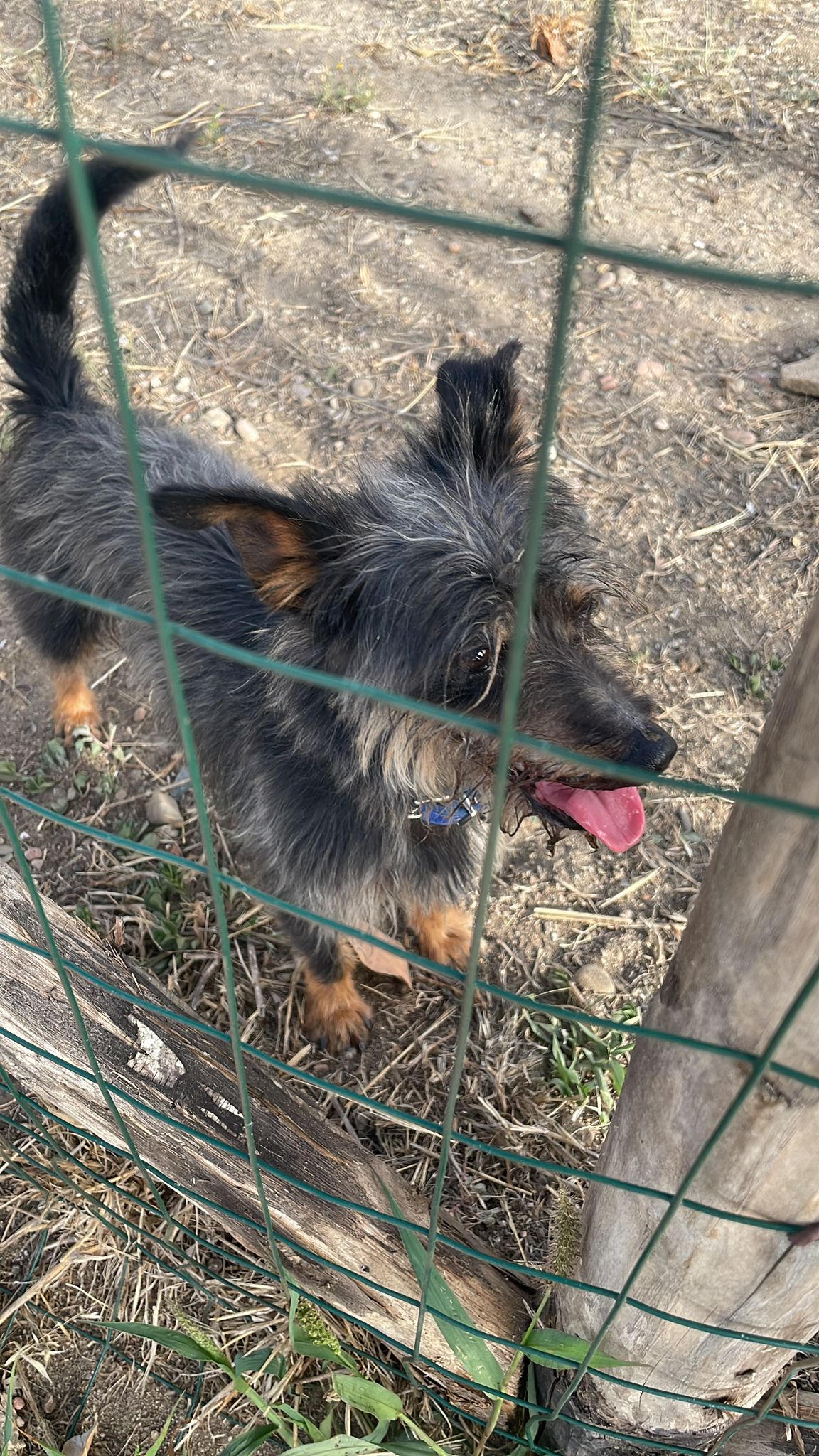 Sos a Radio Zampetta Sarda da Quartu: smarrito o abbandonato?