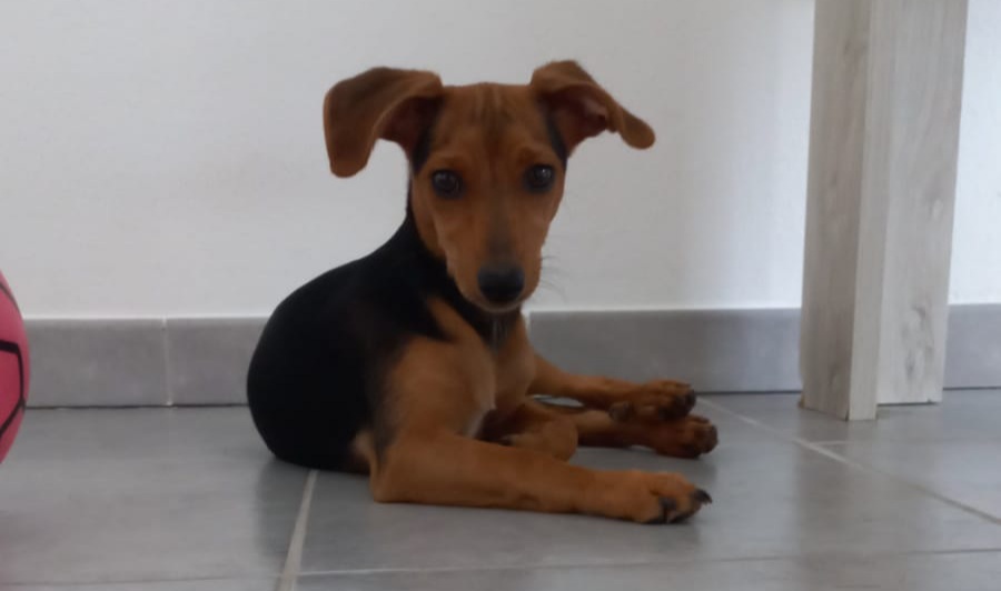 Nasce la figlia e cedono il cagnolino: chi adotta questo cucciolo a Quartu?