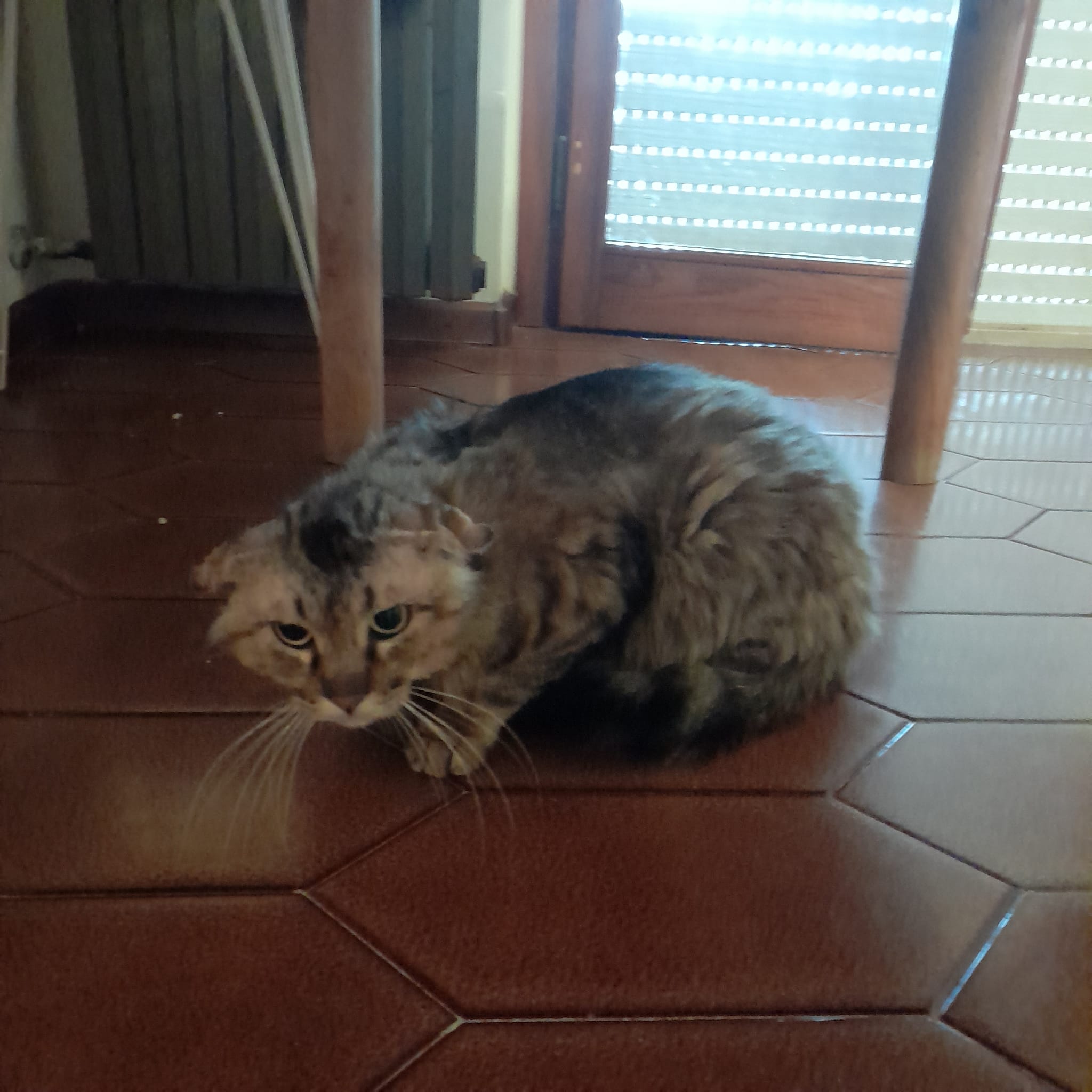 Stallo terminato per il dolce Tigro, ora appello per chi vuole adottarlo col cuore