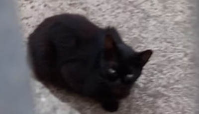 Cagliari, è scomparsa la gatta senza coda di piazza Medaglia Miracolosa: “Chi l’ha vista?”