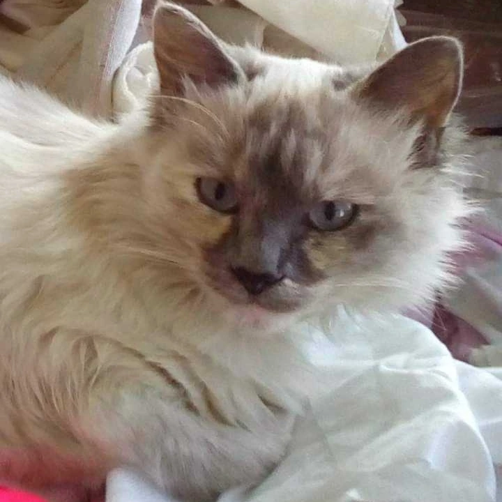 Scomparsa a Monserrato, appello a Radio Zampetta Sarda per Yas