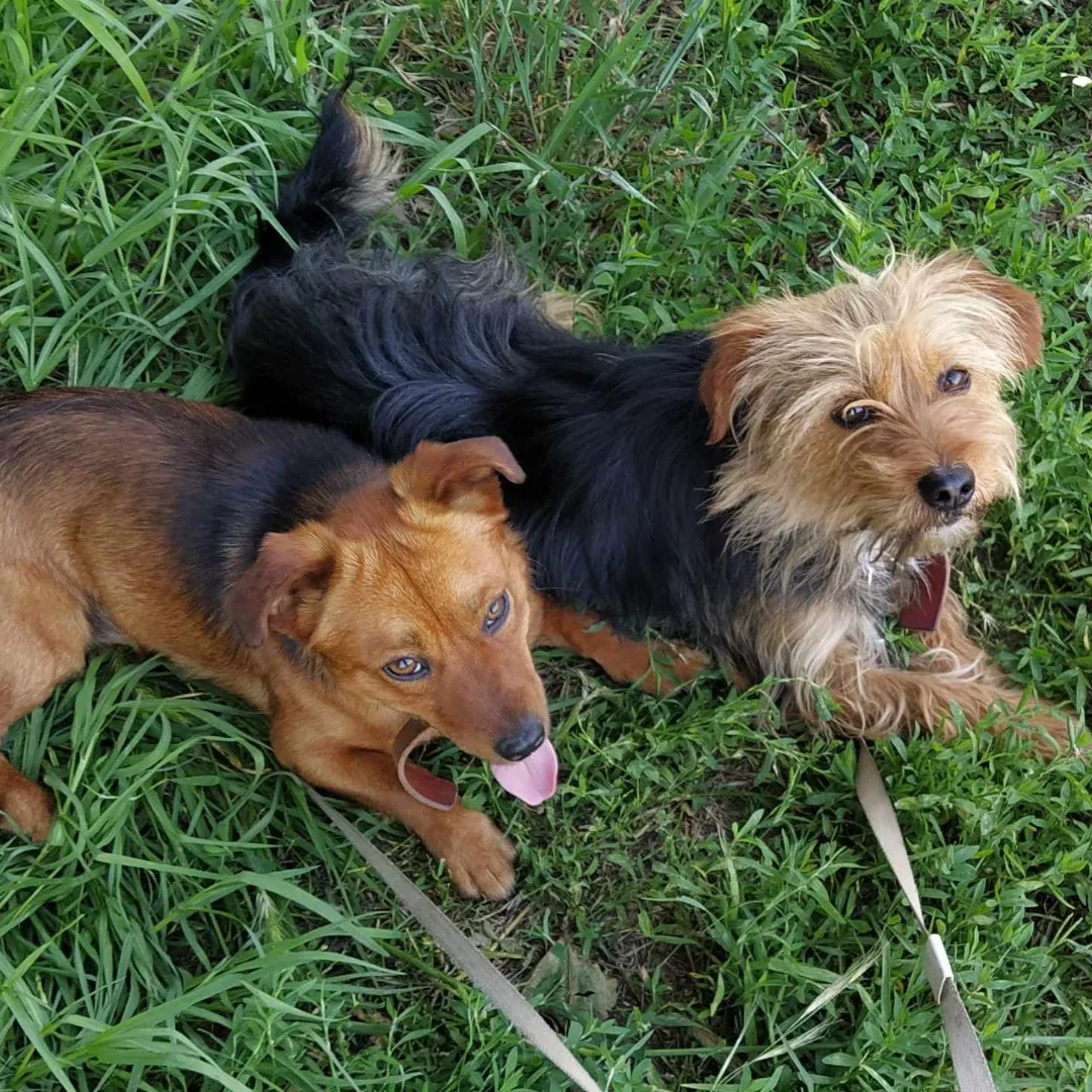 I fratellini Totoi e Lolloi cercano casa: sos a Radio Zampetta Sarda
