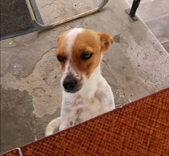 Si chiama Mary, ha due anni e si è persa a Sardara il 26 luglio 2023:  cerchiamo questa cagnetta!