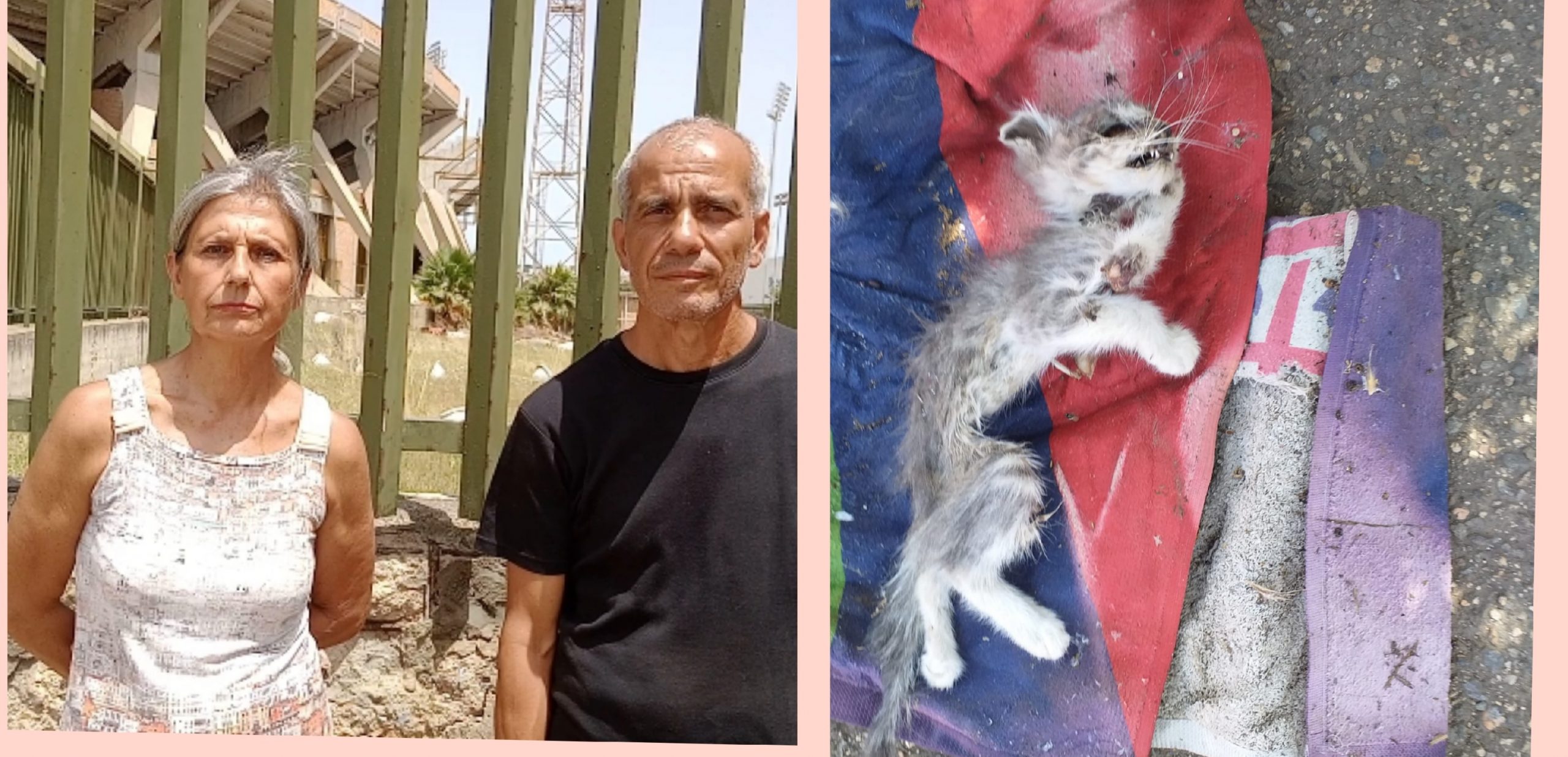 Cagliari, gattini morti di stenti nel vecchio Sant’Elia: “Fateci entrare tutti i giorni per curare quelli sopravvissuti”