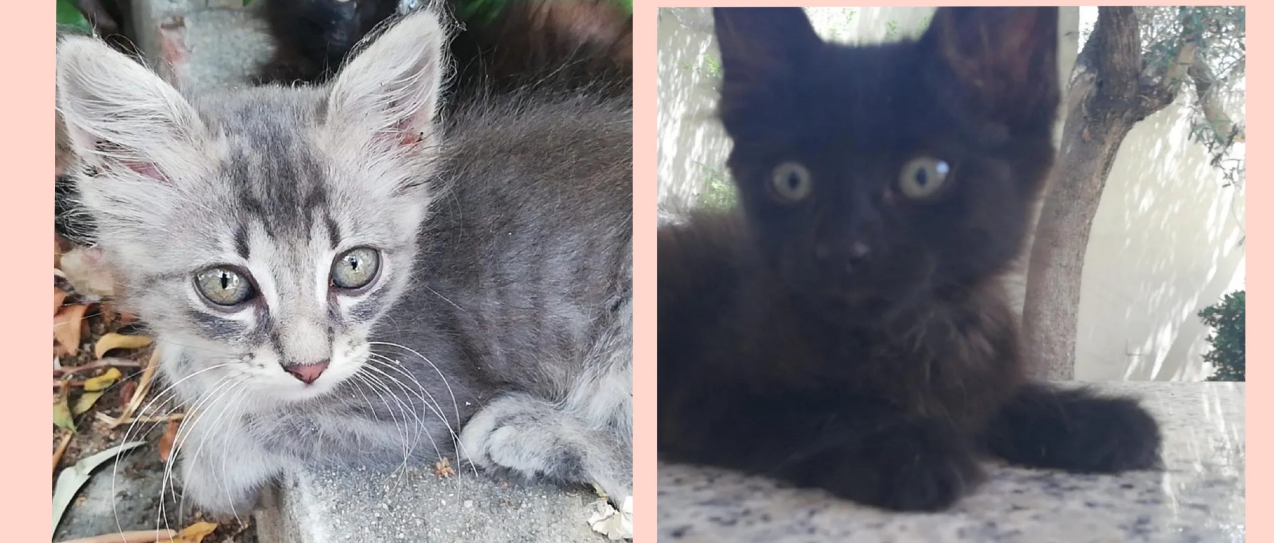 Sos adozione per due micine cacciate da un giardino