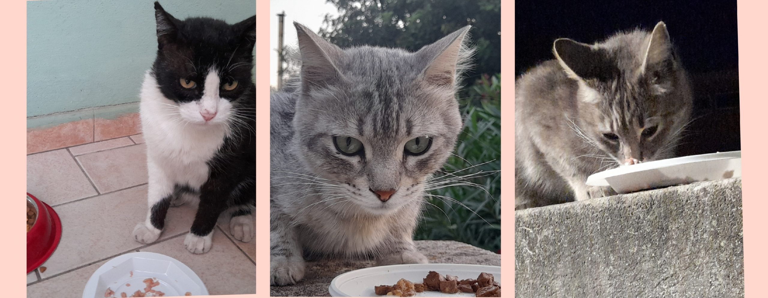 Radio zampetta sarda, ecco la lista dei desideri Amazon per aiutare tutti i mici