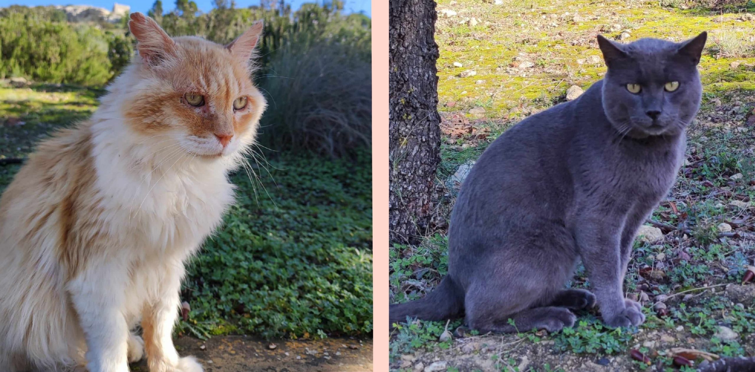 Sos dal parco di San Michele a Cagliari: “Fateci entrare per potere sfamare i  gatti”